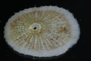 Media type: image;   Malacology 393854 Description: shell;